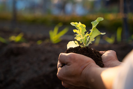 Agriculture. Growing Salad Vegetables in Farmer's Hands. Growing vegetables and Organic Health concepts.の写真素材