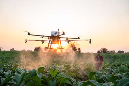 Asian farmers fly drones to spray hormonal fertilizers in tobacco fields, Drone of agricultural technology conceptの写真素材