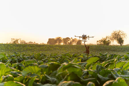 Agriculture drone fly, Farmers are launching drones spraying hormone fertilizer on tobacco fields.の写真素材