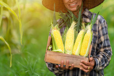 Close up hand of farmer holding a crate filled with sweetcorn standing in corn field. Agriculture.の写真素材