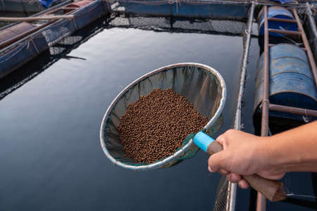 Aquaculture farmers hand hold food for feeding fish in pond in local agriculture farmland.Fish feed in a hand at fish farm in the Mekong River. Commercial aquaculture.の写真素材