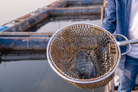 Aquaculture farmers feeding river tilapia. Fish feed in a hand at fish farm in the Mekong River. Commercial aquaculture.の写真素材
