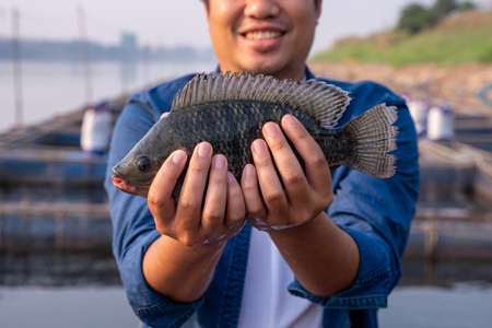 Close up hand of Aquaculture farmer hold quality tilapia yields, guaranteeing integrity in organic bio-aquaculture. Fish is a high-quality protein food. Commercial aquaculture in the Mekong River.の写真素材