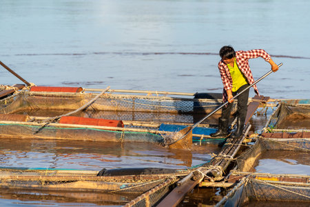 Asian fisherman catch tilapia fish, freshwater fish that was raised in ponds and cages. Tilapia Farming.の写真素材