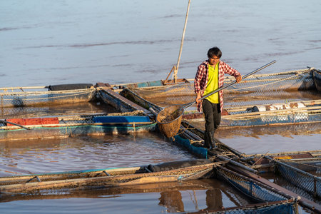 Asian fisherman working at ponds and cages of tilapia fish, freshwater fish that was raised in ponds and cages. Tilapia Farming.の写真素材