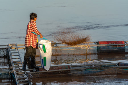Asian Fisherman feeds the fish in a commercial farm in Mekong river. Farmers feeding fish in cages, Mekong River. The Tilapia for feeding fish. Tilapia Farming.の写真素材