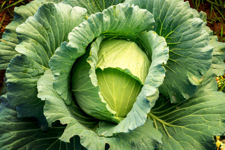 Big Cabbage with traces of insect bites and water droplets in the morning at garden. Organic agriculture and vegetable concept.の写真素材