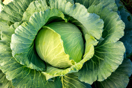 Top view of Big cabbage with traces of insect bites in the garden. Organic agriculture and vegetable concept.の写真素材