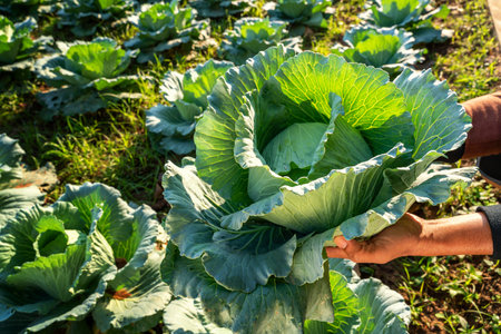 Fresh big cabbage in the hands of farmers. Concept of agriculture and organic vegetables.の写真素材