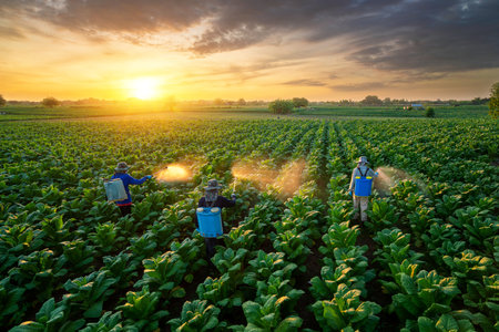 Agriculture Tobacco Farming,  Teamwork of Farmers fertilizing or spraying pesticides on growing tobacco fields. Produce tobacco leaves.の写真素材