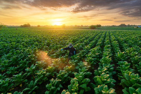 A farmers fertilizing or spraying pesticides on growing tobacco fields. farmers planting tobacco season. Agriculture tobacco leaves Farming.の写真素材