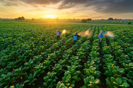 Agriculture Tobacco Farming, Teamwork of Farmers fertilizing or spraying pesticides on growing tobacco fields. farmers planting tobacco season.の写真素材