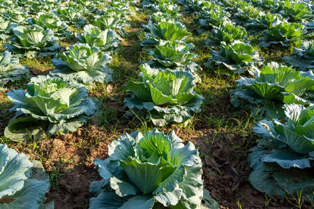 Agricultural of Cabbage grows in the farmer field, growing cabbage in the open field. Organic agriculture and vegetable concept.の写真素材