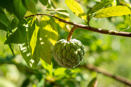 Green custard apple growing on the tree. Custard Apple.の写真素材