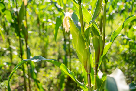 Corn growing on the corn stalk in the field.の写真素材