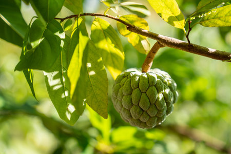 Annona on the tree, Custard apple fruit.の写真素材