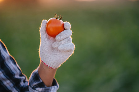 Close up hand of Farmer holding fresh tomatoes at sunset. Food, vegetables, agriculture.の写真素材