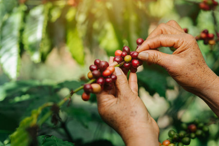 Arabica coffee berries, Farmer's hand harvesting ripe coffee beans on coffee plant.の写真素材