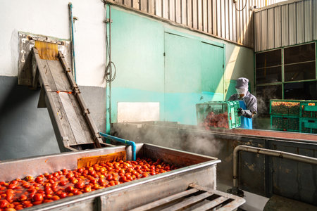 A Worker wearing protective clothing are working in a tomato factory. Food industry. tomatoes...