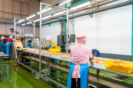 Group of Workers select and trimming tomatoes on production line in a food processing plant. industry tomato.の写真素材