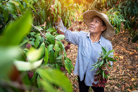 Agriculture, A senior male farmer harvesting fresh Lychee at the lychee garden. Career concept after retirement.の写真素材