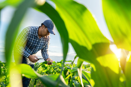 Agronomist with mobile phone in growing green corn fields. Worker works on farm. Farmer in green...
