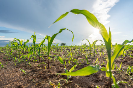 Agriculture of Fresh green corn's sprouts in soil of maize in spring on the field, Growing young green corn seedling sprouts in cultivated agricultural farm field.の写真素材