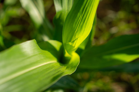 Agriculture of Fresh green corn's sprouts in soil of maize in spring on the field.の写真素材