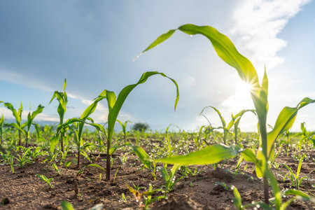 Agriculture of Young green corn growing on the field at sun rises in the morning. Growing young green corn seedling sprouts in cultivated agricultural farm field.の写真素材