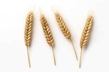 Ears of Wheat, Wheat ears isolated on white background.の素材