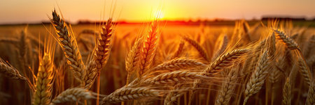 Wheat field. Ripening ears of wheat field. Rich harvest Concept. Ears of golden wheat. Rural Scenery under Shining Sunlight.の素材