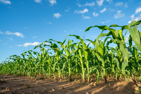 Agricultural Garden of Corn field, Maize seedling in the agricultural garden with beautiful blue sky.の写真素材