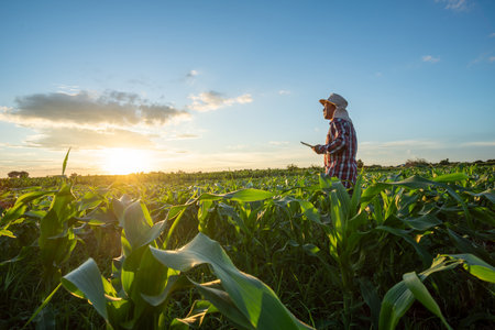Asian farmer stand holding tablet in his cornfield at sunset watching his crop. Agricultural Garden of Corn field.の写真素材