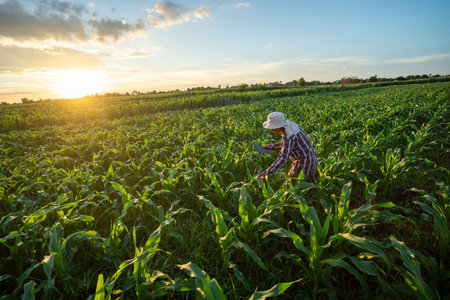 A farmer checking quality by tablet agriculture modern technology of Maize seedling in the agricultural garden with beautiful blue sky. Agricultural Garden of Corn field. Top view.の写真素材