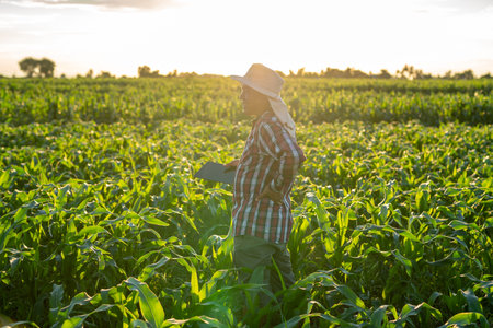 A farmer standing happy in corn field examining crop at sunset. agriculture.の写真素材