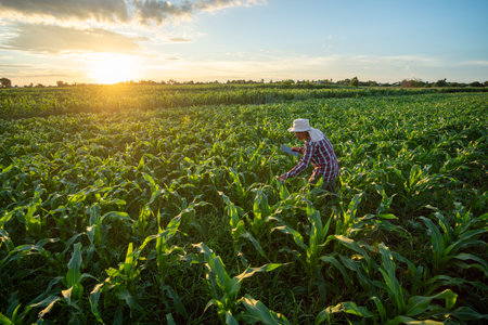 A farmer is using a tablet to check the quality leaves in Green corn field in agricultural garden and with beautiful sky. Top view.の写真素材