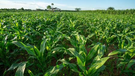 Agricultural Garden of Corn field, Green field with young corn in corn field.の写真素材