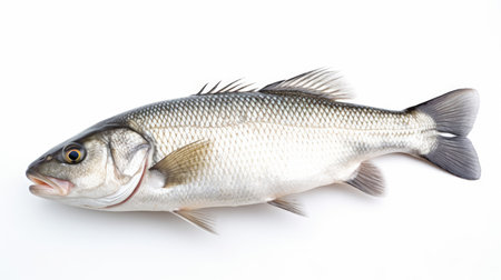 A fresh sea bass fish isolated on white background. Sea bass fish. Generative Aiの素材