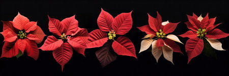 Collection of poinsettias flowers isolated on white background.の素材