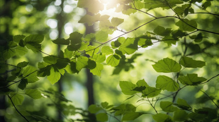 Fresh green deciduous trees framed by leaves, with the sun casting its warm rays through the foliage. Scenic forest background.の素材