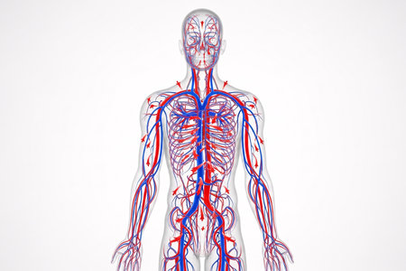 Human blood circulation system anatomy illustrating the complete network of arteries and veins with directional flow indicators, showing the pathway of oxygenated and deoxygenated blood throughout the body.の素材