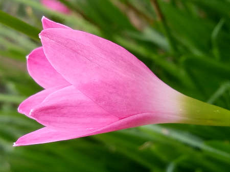 pink flower on the nature