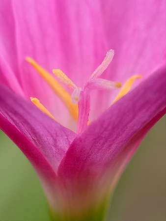 pink flower on the natureの写真素材