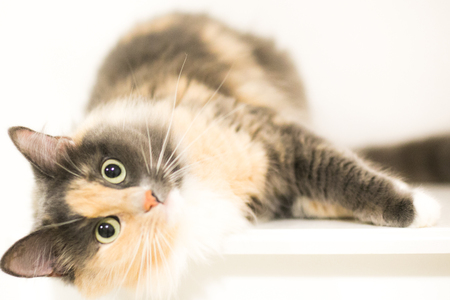 A  beautiful fluffy cat is lying and looking at youの写真素材