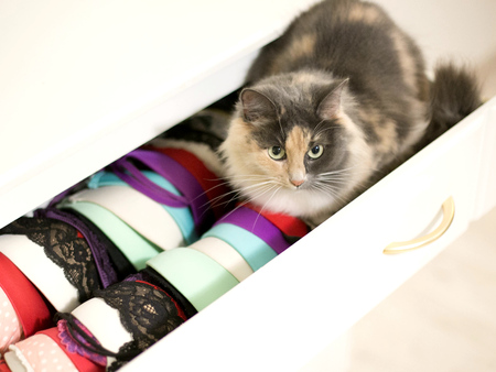A fluffy cat is sitting in an opened cupboard with lingerie.の写真素材