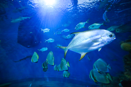 beautiful colorful fish are swimming,underwater blue worldの写真素材