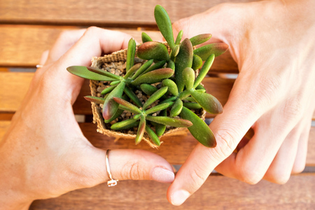 closeup of couple hands making heart of it with a plant on the wooden table,love concept, lovers having a date in a cafeの写真素材