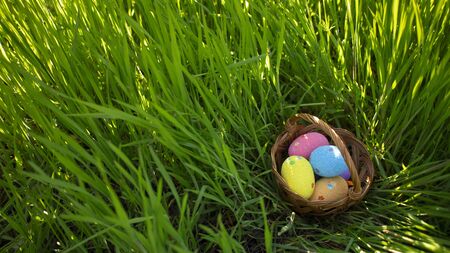 Colorful easter eggs in basket hiding in the green grass. Happy easter, spring holidays. Easter egg hunt for kids. Beautiful sunlight in the green grass.の写真素材