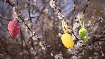 Colorful easter eggs on the blossom apricot.  Happy easter, spring holidays. Easter egg hunt for kids. Beautiful blooming tree.の写真素材