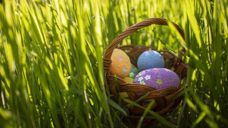 Colorful easter eggs in basket hiding in the green grass, in the naturally condition. Happy easter, spring holidays. Easter egg hunt for kids.の写真素材